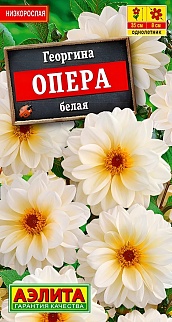 Георгина Опера белая, 7 шт.