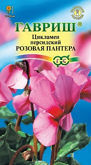 Цикламен персидский Розовая пантера, 3 шт. 