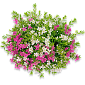 Куфея