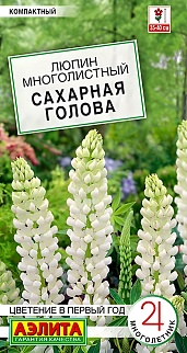 Люпин Сахарная голова, 7 шт.