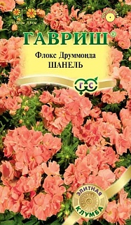 Флокс Шанель друммонда, 8шт. Элитная клумба. 