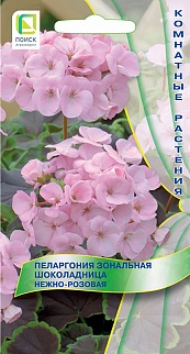 Пеларгония зональная Шоколадница Нежно-розовая, 5 шт. Комнатные растения