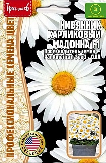 Нивяник карликовый  Мадонна PanAmerican, 5 шт.