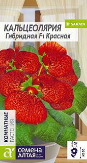 Кальцеолярия Красная гибридная, 5 шт. 