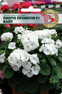 Пеларгония садовая Пинто премиум F1 Вайт, 5 шт. Биотехника
