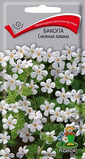 Бакопа Снежная лавина, 5 шт.