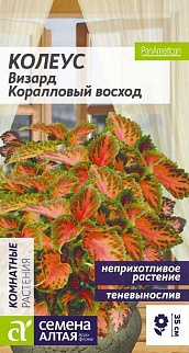 Колеус Визард Коралловый Восход, 8 шт. 