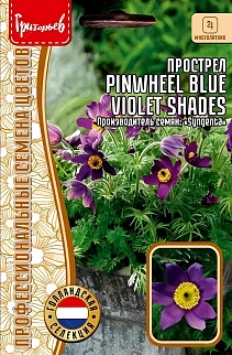 Прострел Pinwheel Blue Violet Shades, 3 шт.