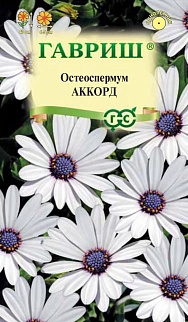 Остеоспермум Аккорд белый, 0,1 г