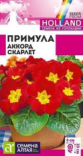 Примула Аккорд Скарлет, 5 шт. (Голландские семена)