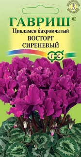 Цикламен Восторг Сиреневый, 3 шт. Элитная клумба. 