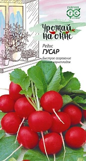 Редис Гусар, 2 г. Урожай на окне.