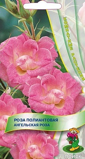 Роза полиантовая Ангельская роза, 5 шт.