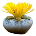 Литопс
