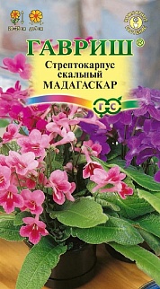 Стрептокарпус гибридный Мадагаскар, смесь, 5 шт. Гранулы.