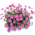 Брахикома
