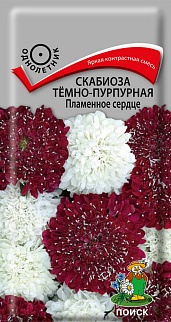 Скабиоза темно-пурпурная Пламенное сердце, 10 шт.