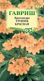 Кроссандра Тропик красная, 3 шт.
