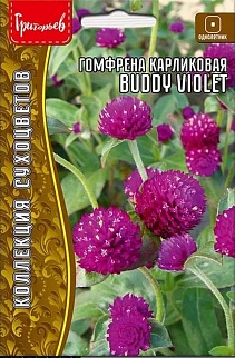 Гомфрена шаровидная карлик. Buddy Violet, 12 шт.