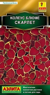 Колеус блюме Скарлет, 5 шт. 